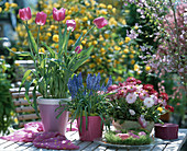 Tulipa, Muscari (grape hyacinth), Bellis 'Tasso Rosa' (pink bellis)