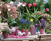 Tulipa 'Shirley' pink, Muscari (grape hyacinth), Viola (pansy)