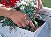 Slow release fertiliser for balcony flowers