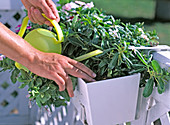 Before watering, check the dryness of the soil with your fingers.