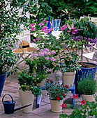 Duftecke mit Citrus myrtifolia, Pelargonium 'Double Aprikote'