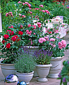 English roses (David Austin) 'L. D. Braithwaite' (Red)