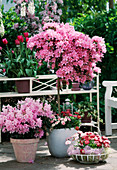 Azalea hybr. (Azalea stems), Rhododendron hybrid