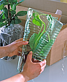 Pflanzen die mit der Post versendet werden sofort aus der Verpackung nehmen