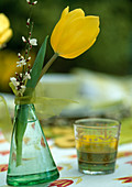 Glas mit Tulipa (Tulpenblüte) und Cytisus (Ginster)