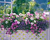 Pelargonium zonal 'Rocky Mountain White'