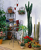 Von links: Echeveria, Trichocereus fulvianus, Euphorbia ingens