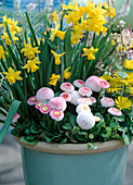 Topf mit Narcissus-Hybr., Bellis 'Tasso Weiß', 'Tasso Rosa'