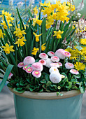 Pot with Narcissus hybr., Bellis 'Tasso White', 'Tasso Rosa'.