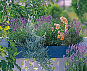 Kasten mit Lavandula, Helichrysum, Rose 'Tequila'