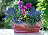 Muscari (Grape hyacinths), Primula denticulata (Globe primrose)