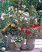 Hibiscus rosa-sinensis (Roseneibisch), Nerium oleander