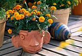Pot head with Tagetes patula (marigold)