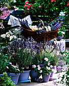Lavandula (lavender), Catharanthus roseus (indoor evergreen)