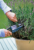 Cut back lavender severely after flowering