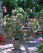 Nerium oleander (oleander)