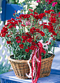 Dianthus corona 'Ideal Series' red
