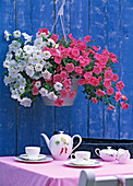 Petunia atkinsiana 'Salmon Wave' and 'White Enso'