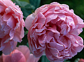 Rosa 'Brother Cadfael' - Englische Rose - ca. 1 m