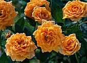 Rosa 'Clementine' - Zwergrose - ca. 30-40 cm hoch