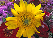 Helianthus decapetalus 'Capenoch Star' (Sunflower)