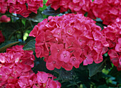 Hydrangea macrophylla (Hydrangea)