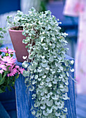 Dichondra 'Silver Falls'