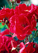Rosa 'Red Medley' - Bedding rose