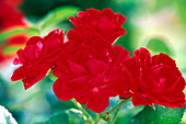 Rosa 'Medley Red' - Low bedding rose