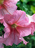 Petunia grandiflora 'Flash Veined Formula Mix' (hanging petunia)