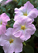 Petunia x atkinsiana 'E.W. Shell Pink'