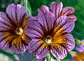 Salpiglossis sinuata (Trumpet Tongue)