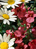 Diascia 'Flying Colors Coral' (Elfensporn)