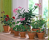 Pelargonium-Hybriden (Geranienpflanzen und Stecklinge)