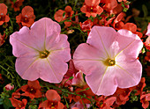 Petunia x atkinsiana 'Shell Pink'