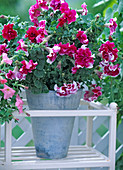 Petunia Hybrid 'Double Purple Pirouette'