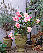 Rosa 'Centenaire de Lourdes' - Edelrose