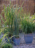 Spartina pectinata 'Aureomarginata', Panicum virgatum, Pennisetum alopecuroides