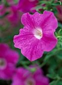 Petunia 'Surfinia'