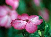 Impatiens-Hybride