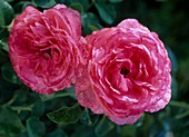 Rosa 'Rosanna',