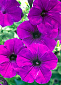 Petunia 'Supertunia Lavender Morn'