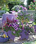 Lila Blechtöpfe mit Ageratum, Salvia, Petunia, Clerodendrum