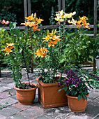 Lilien im Terracotta-Gefäß, Heliotrop