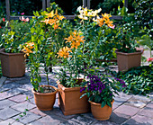 Lilies in terracottage containers