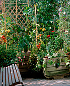 Vegetables on the balcony