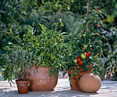 Liebstöckel, Salbei, Tomate, Petersilie