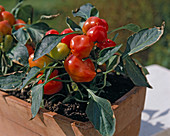 Ornamental peppers