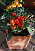 Ornamental peppers