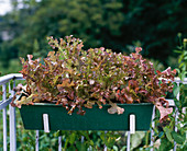 Salad 'RoterEichblatt'